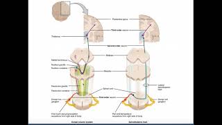 The DCML Pathway EXPLAINED  Dorsal ColumnsMedial Lemniscus [upl. by Anuahsar]