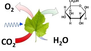 CO2 o Dióxido de Carbono Conceptos y Experimentos Básicos [upl. by Ytram772]