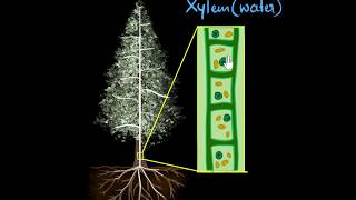 Xylem amp transpiration  Life processes  Biology  Khan Academy [upl. by Froehlich]