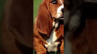 Basset Hound [upl. by Ragse]