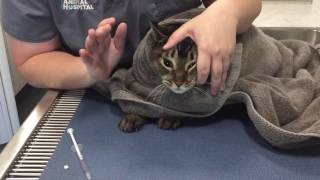 Veterinary Learning Series Giving Oral Medication To A Cat [upl. by Sonafets]