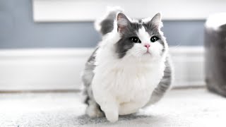 How FAST can munchkin cats run [upl. by Areemas708]