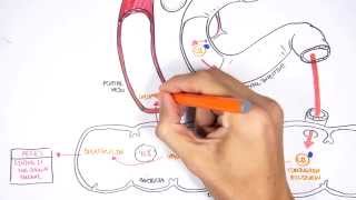 Bilirubin Metabolism [upl. by Trub]