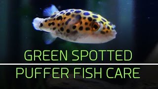 Green Spotted Puffer Fish Care Tips [upl. by Eirlav]