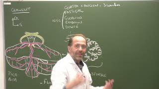 Neuroanatomie 5 Anatomie fonctionnelle et clinique du cervelet Clinical anatomy of the cerebellum [upl. by Barbabas]