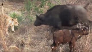 Battle Between Lions amp a Buffalo With Calf [upl. by Anoirtac7]