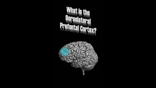 Dorsolateral Prefrontal Cortex DLPFC [upl. by Iolanthe]