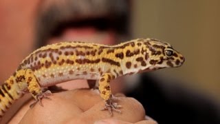 5 Cool Facts about Leopard Geckos  Pet Reptiles [upl. by Zuzana]