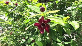 Learn to Grow Carolina Allspice [upl. by Yer]