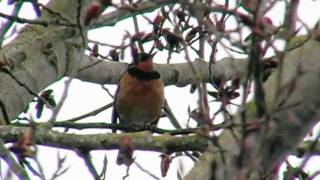 Oregon Outdoors Varied thrush singing [upl. by Orodoet]