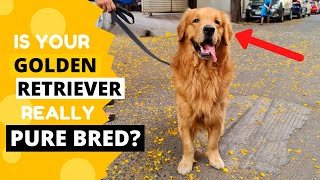 How to Identify a Pure Golden Retriever Puppy [upl. by Ahsart36]