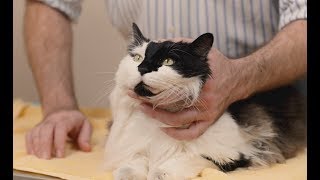 How to give eye medication to a cat [upl. by Nosmirc]