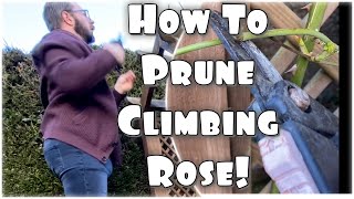 HOW TO PRUNE DAVID AUSTIN ROSES CLIMBING ROSE OVER ARCHWAY [upl. by Jillane]