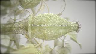 ADEPIDYN™  control on Botrytis cinerea [upl. by Loyce]