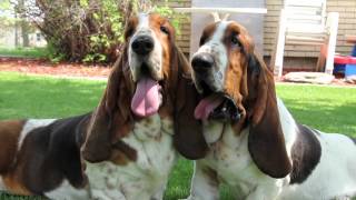 Maple Street Bassets Kennel Video [upl. by Odnalref]