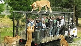 10 MOST STUNNING ZOOS IN THE WORLD [upl. by Hittel445]