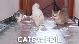 Can Munchkin Cats Walk On Foil [upl. by Trilby]