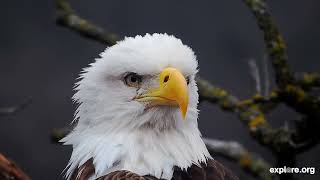 Rebuilding the Decorah North Nest [upl. by Storer]