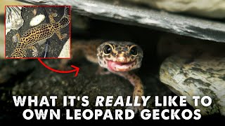 Owning Leopard Geckos  DAY IN THE LIFE [upl. by Clyde310]