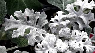 Dusty Miller plant Silver ragwort Jacobaea maritima [upl. by Bonucci]