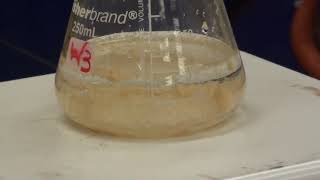 Synthesis of Acetanilide [upl. by Nedlog]