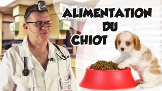 Dr Wouf  ALIMENTATION DU CHIOT [upl. by Anovahs]