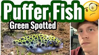 Green Spotted Puffer Fish Care [upl. by Chloe]