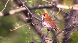 Wood Thrush [upl. by Maidie]