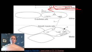 Nitric Oxide NOS and vasodilation [upl. by Yemrej44]