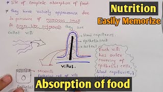 Absorption of food in small intestine  Villi  Class 11 Biology [upl. by Barbara-Anne]