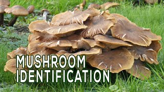 Mushroom Identification  Digging Deeper  Nebraska Public Media [upl. by Hedvig620]