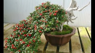 Cotoneaster Bonsai [upl. by Glassman]