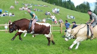 Ochsenrennen Wallgau zweites Training am 30072016 [upl. by Hyacinthie]