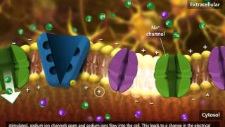 Nerve Impulse Molecular Mechanism 3D Animation [upl. by Assenyl385]