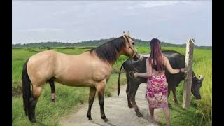 My sister training care her lovely horse in beginner 2021 [upl. by Eahsal]