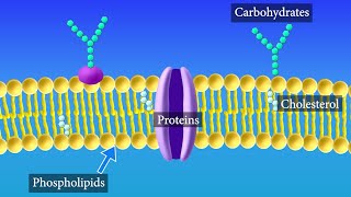 Cell Membrane Structure and Function [upl. by Reeva925]