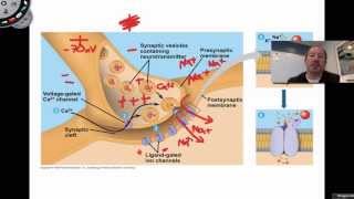 The Action Potential [upl. by Coffey]