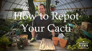 How to Repot Your Cacti [upl. by Eyaj]