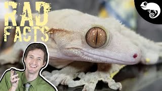 Crested Geckos  22 Stinkin Rad Facts [upl. by Ynnad861]