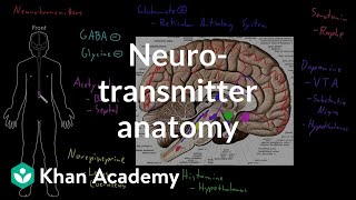 Neurotransmitter anatomy  Organ Systems  MCAT  Khan Academy [upl. by Hairacaz]