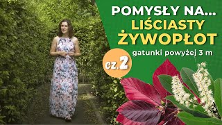 Jakie rośliny na żywopłot cz2 — Żywopłoty liściaste powyżej 3 m [upl. by Aisined]