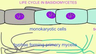 FUNGI LIFE CYCLE IN BASIDIOMYCETES [upl. by Geller649]