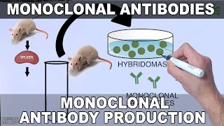 Monoclonal Antibodies and its Production [upl. by Nosreme]