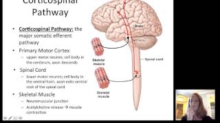 Lecture12 Efferent Nervous System [upl. by O'Toole]