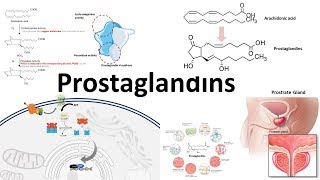 Prostaglandins  Biosynthesisfunction and regulation [upl. by Niabi]