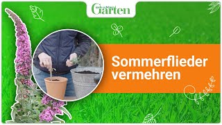 Sommerflieder vermehren Schritt für Schritt [upl. by Aeikan410]