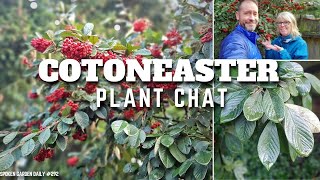 😀 Cotoneaster Plant Chat  SGD 292 😀 [upl. by Genet]