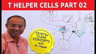 T Helper Cells  Immunology  Part 210 [upl. by Nyrb]