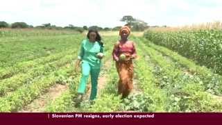 Zambian Farmer turns to Conservation Agriculture [upl. by Aleksandr]