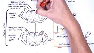 Sensory Tracts  Dorsal Column Medial lemniscus Pathway [upl. by Dodge839]